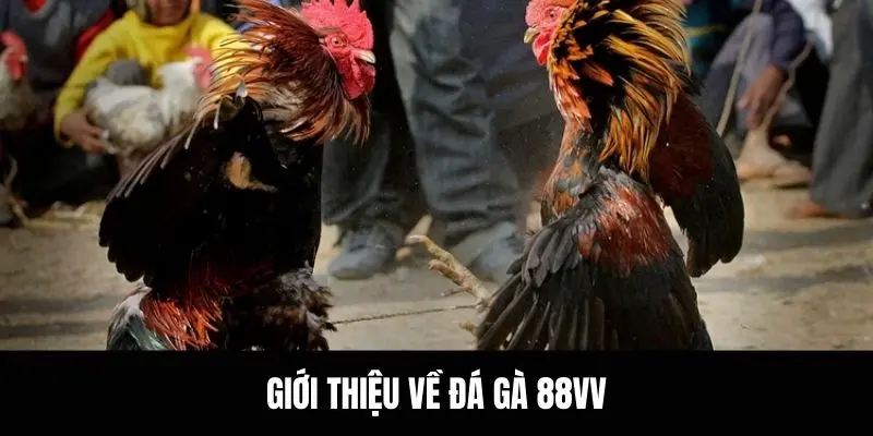 Giới thiệu về đá gà 88vv