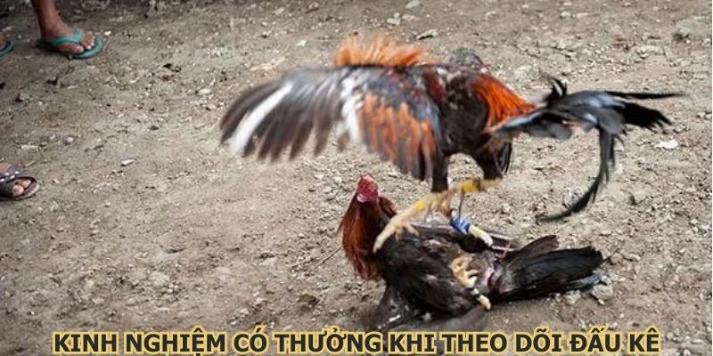 Kinh nghiệm có thưởng khi theo dõi đấu kê