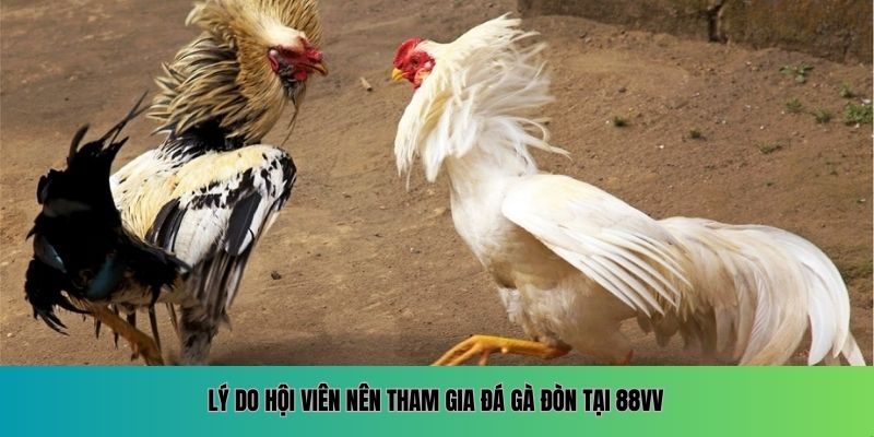 Lý do hội viên nên tham gia đá gà đòn tại 88VV