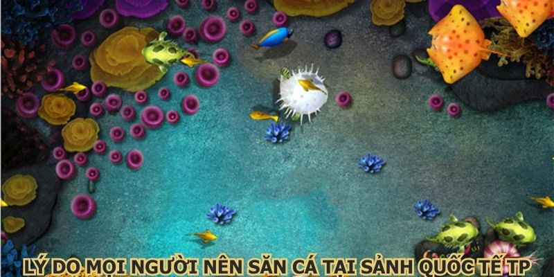 Lý do mọi người nên săn cá tại sảnh quốc tế TP