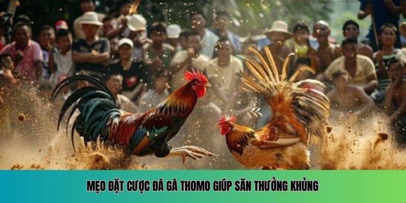 Mẹo đặt cược đá gà Thomo giúp săn thưởng khủng