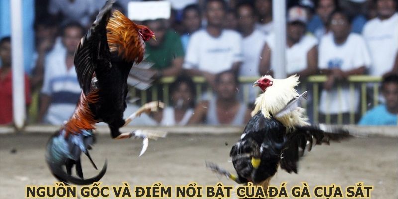 Nguồn gốc và điểm nổi bật của đá gà cựa sắt