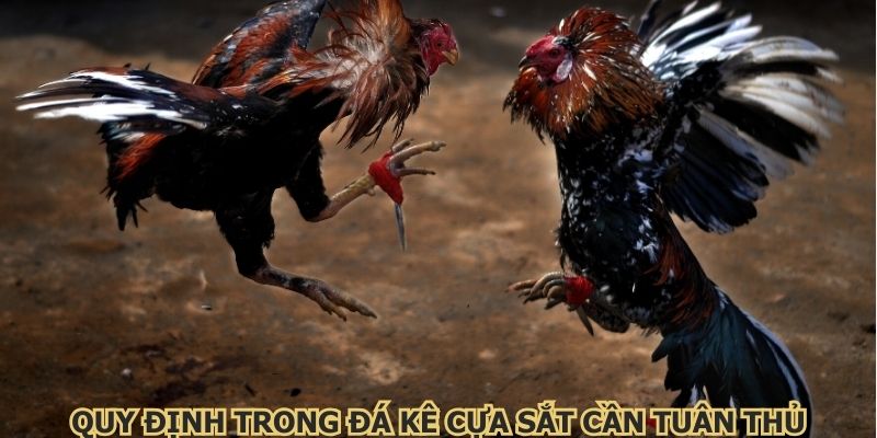 Quy định trong đá kê cựa sắt hội viên cần tuân thủ