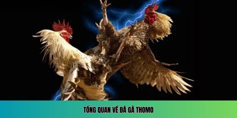 Tổng quan về đá gà Thomo