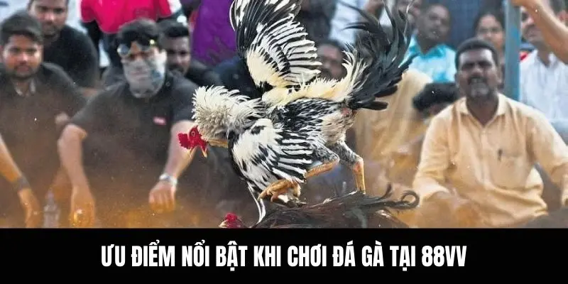 Ưu điểm nổi bật khi chơi đá gà 88vv